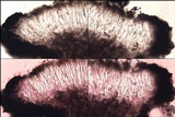 Lecidella asema image
