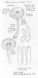 Inocybe obscurobadia image