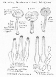 Inocybe fuscidula image
