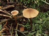 Alnicola paludosa image