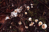 Phellodon tomentosus image