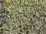 Phaeophyscia decolor image