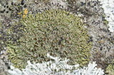 Phaeophyscia decolor image