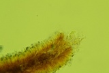 Resinomycena rhododendri image