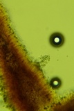 Resinomycena rhododendri image
