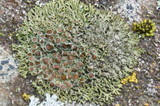Phaeophyscia decolor image