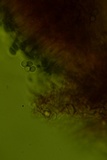 Resinomycena rhododendri image