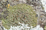 Phaeophyscia decolor image