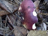 Russula graveolens image