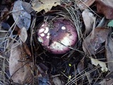 Russula graveolens image