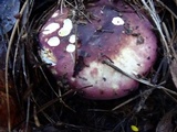 Russula graveolens image