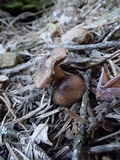 Inocybe lanuginosa image
