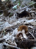 Inocybe lanuginosa image