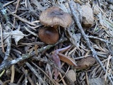 Inocybe lanuginosa image