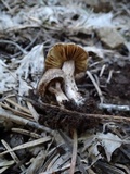 Inocybe lanuginosa image