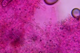 Pluteus americanus image