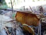 Hygrophoropsis aurantiaca image