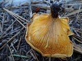 Hygrophoropsis aurantiaca image
