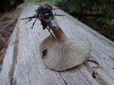 Clitocybe vibecina image