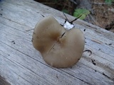 Clitocybe vibecina image