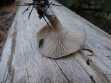 Clitocybe vibecina image