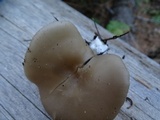 Clitocybe vibecina image