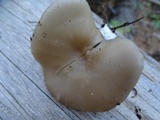 Clitocybe vibecina image