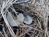 Clitocybe vibecina image