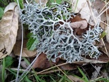 Hypogymnia gracilis image
