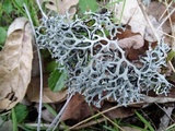 Hypogymnia gracilis image