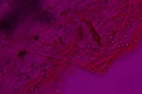 Pluteus hongoi image