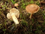 Inocybe fuscidula image