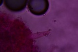 Pluteus hongoi image