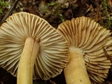 Inocybe fuscidula image