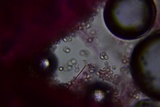 Pluteus hongoi image