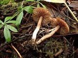 Inocybe fuscidula image