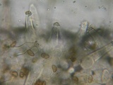 Inocybe fuscidula image