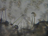 Inocybe fuscidula image