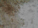 Inocybe fuscidula image
