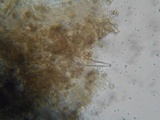 Inocybe fuscidula image