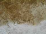 Inocybe fuscidula image