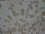 Inocybe fuscidula image