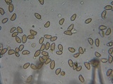 Inocybe fuscidula image