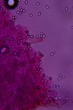 Pluteus saupei image