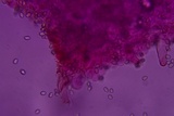 Pluteus saupei image