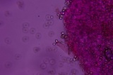 Pluteus saupei image