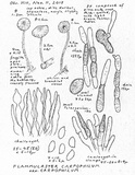 Flammulaster carpophilus var. carpophilus image