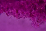 Pluteus hongoi image