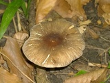 Pluteus deceptivus image