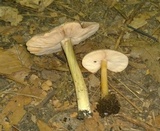 Pluteus deceptivus image
